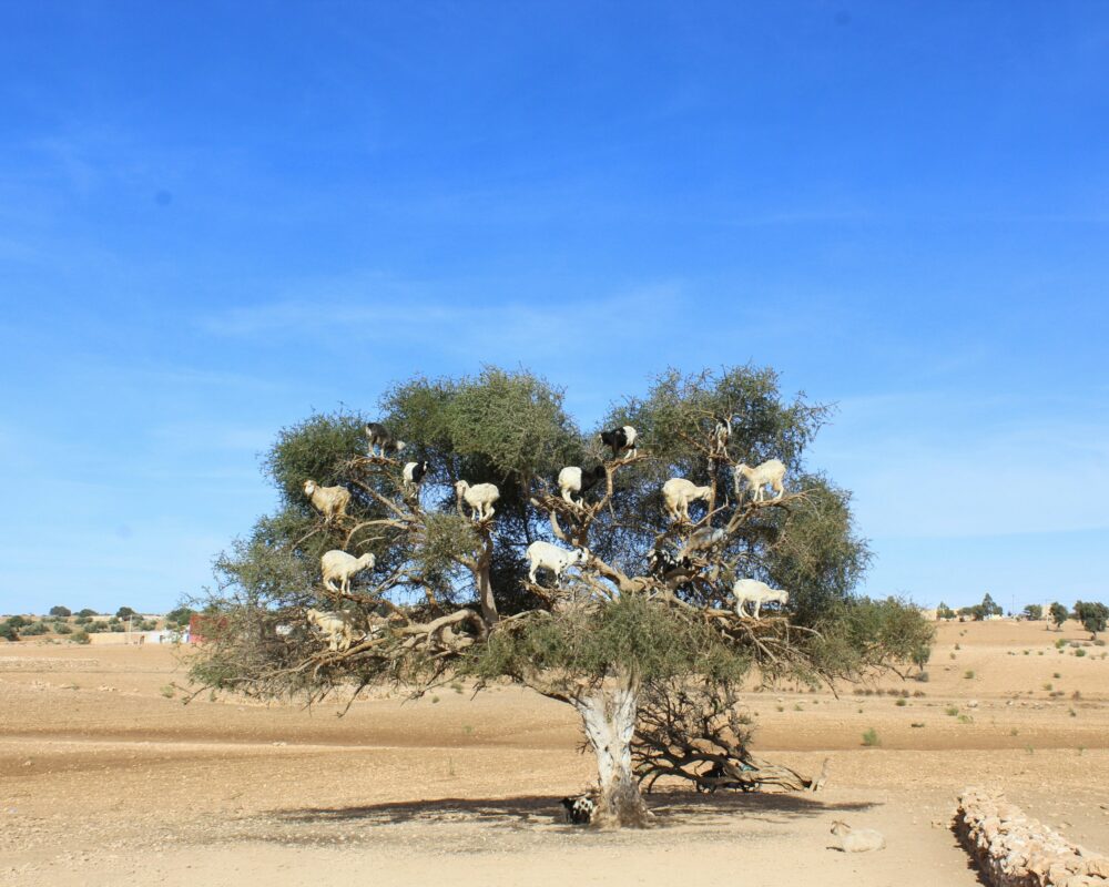 Marrakech to Essaouira Day Trip — Coastal Escape