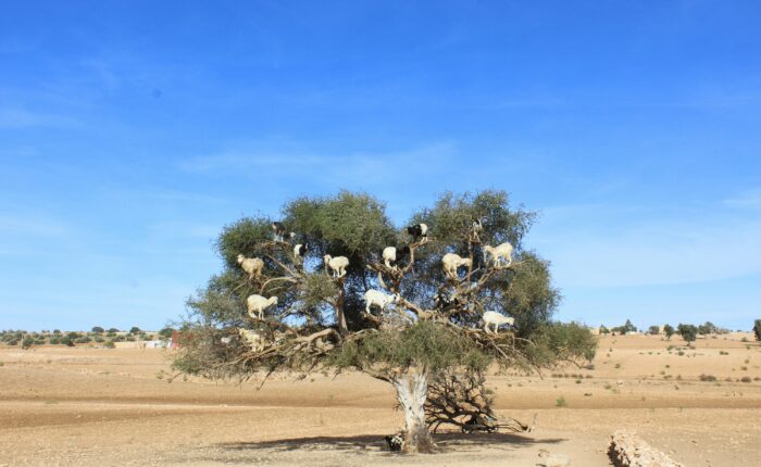Marrakech to Essaouira Day Trip — Coastal Escape