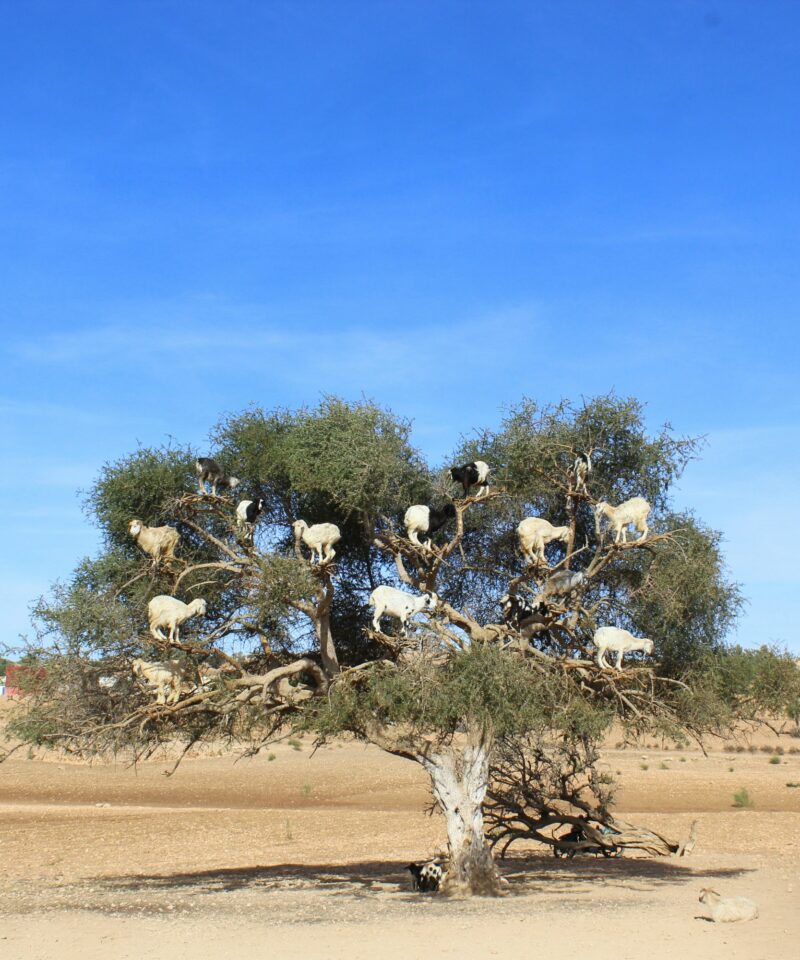 Marrakech to Essaouira Day Trip — Coastal Escape