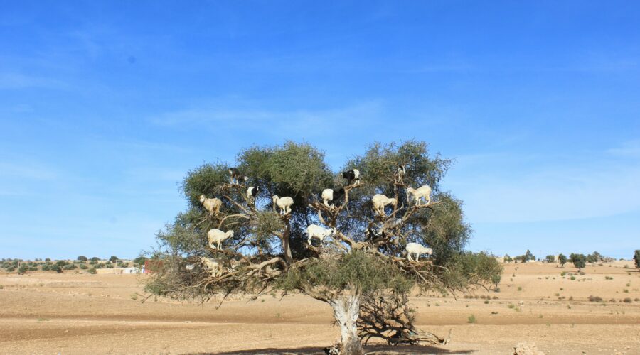 Marrakech to Essaouira Day Trip — Coastal Escape
